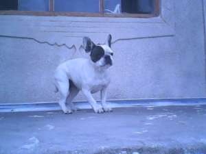 vind buldog francez