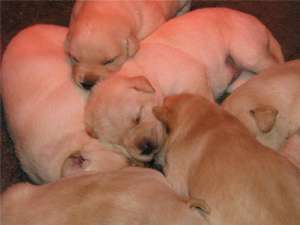 pui labrador exceptional cu pedigree