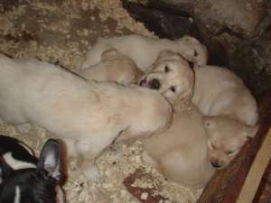 Medic veterinar vand Labrador si Golden Retriever