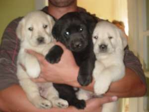 Medic veterinar vand Labrador si Golden Retriever