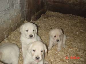 Medic veterinar vand Labrador si Golden Retriever