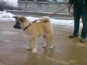 AKITA AMERICAN DE VANZARE!!