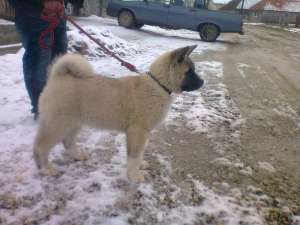 AKITA AMERICAN DE VANZARE!!