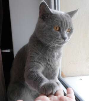 Ofer motan British ShortHair Blue pentru imperechere