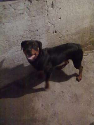 vand femela rottweiler 8 luni carnet sanatate 600 lei