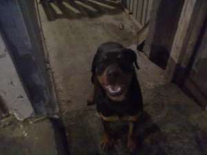 vand femela rottweiler 8 luni carnet sanatate 600 lei