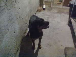 vand femela rottweiler 8 luni carnet sanatate 600 lei