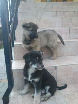 Dau spre adoptie catelusi metisi
