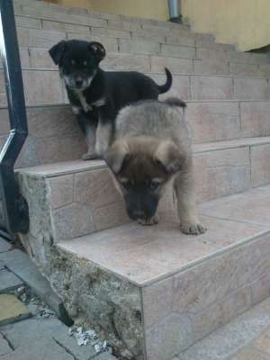 Dau spre adoptie catelusi metisi
