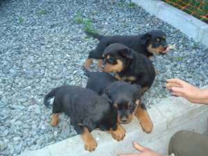 Rottweiler