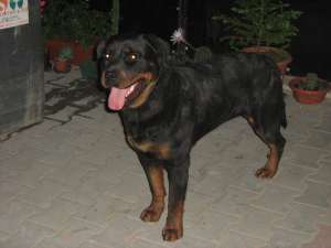 Rottweiler