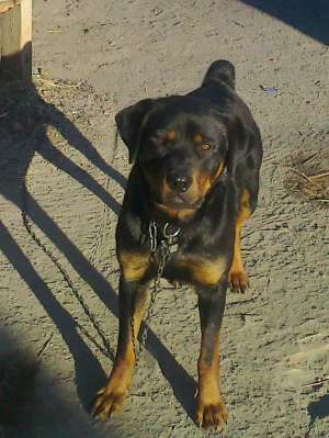 Vand Rottweiler
