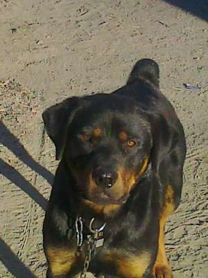Vand Rottweiler