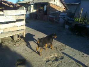 Vand Rottweiler