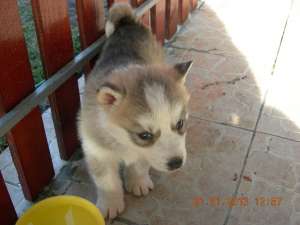 CATEI HUSKY