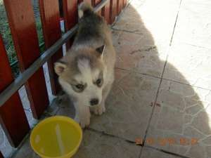 CATEI HUSKY