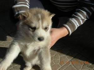 CATEI HUSKY