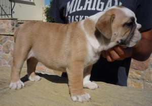 Catelusi rasa Bulldog englez