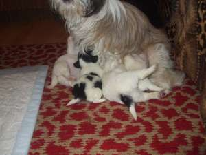Vand catei shih tzu