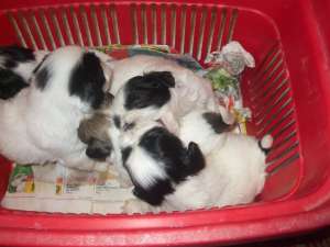 Vand catei shih tzu