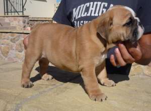 Catelusi rasa Bulldog englez