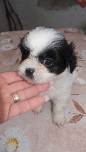 Vand catei shih tzu