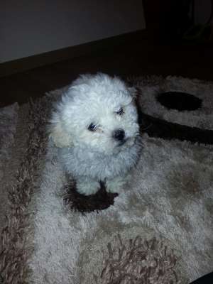 Vand bichon maltez alb