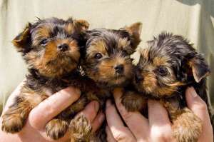Catelusi rasa Yorkshire terrier
