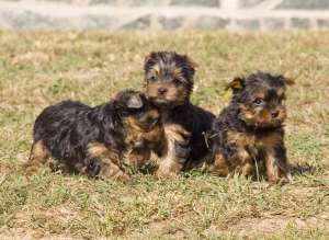 Catelusi rasa Yorkshire terrier