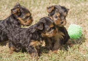Catelusi rasa Yorkshire terrier
