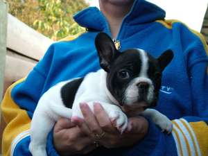 catelusi rasa Bulldog francez