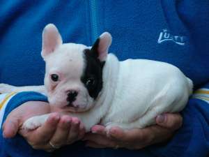 catelusi rasa Bulldog francez