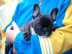 catelusi rasa Bulldog francez