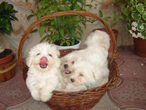 Catelusi rasa Bichon maltez
