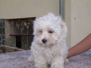 Catelusi rasa Bichon maltez