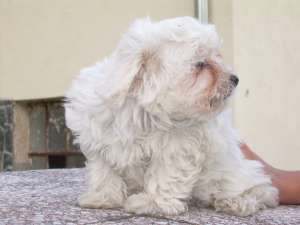 Catelusi rasa Bichon maltez