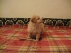 vand golden retriver