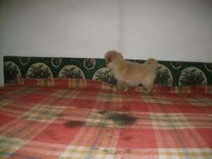 vand golden retriver