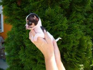 Catelusi rasa Chihuahua