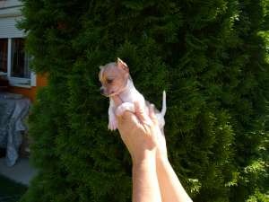 Catelusi rasa Chihuahua