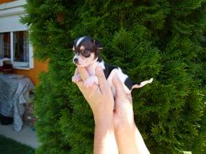 Catelusi rasa Chihuahua