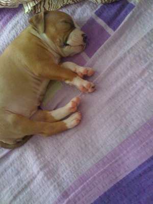 vand amstaff