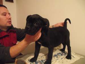 vand pui cane corso