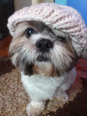Mscul shi-tzu doi ani jumate pt femela shi-tzu