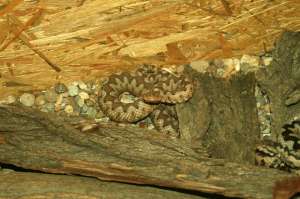 vand vipera