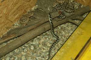 vand vipera