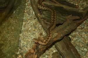 vand vipera