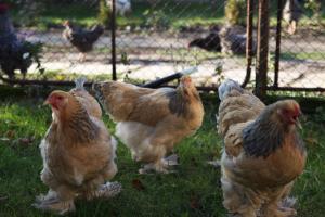brahma,  orpington,  gaini de curte