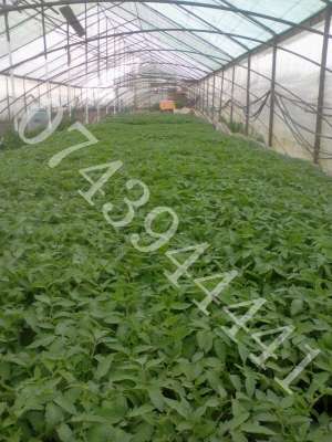 Produc răsaduri după preferinţe