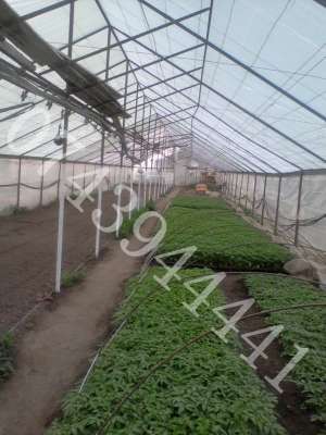 Produc răsaduri după preferinţe